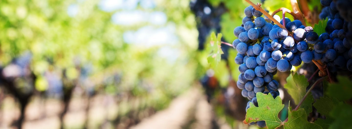 purple-grapes-vineyard-napa-valley-napa-vineyard-39511-1440×528