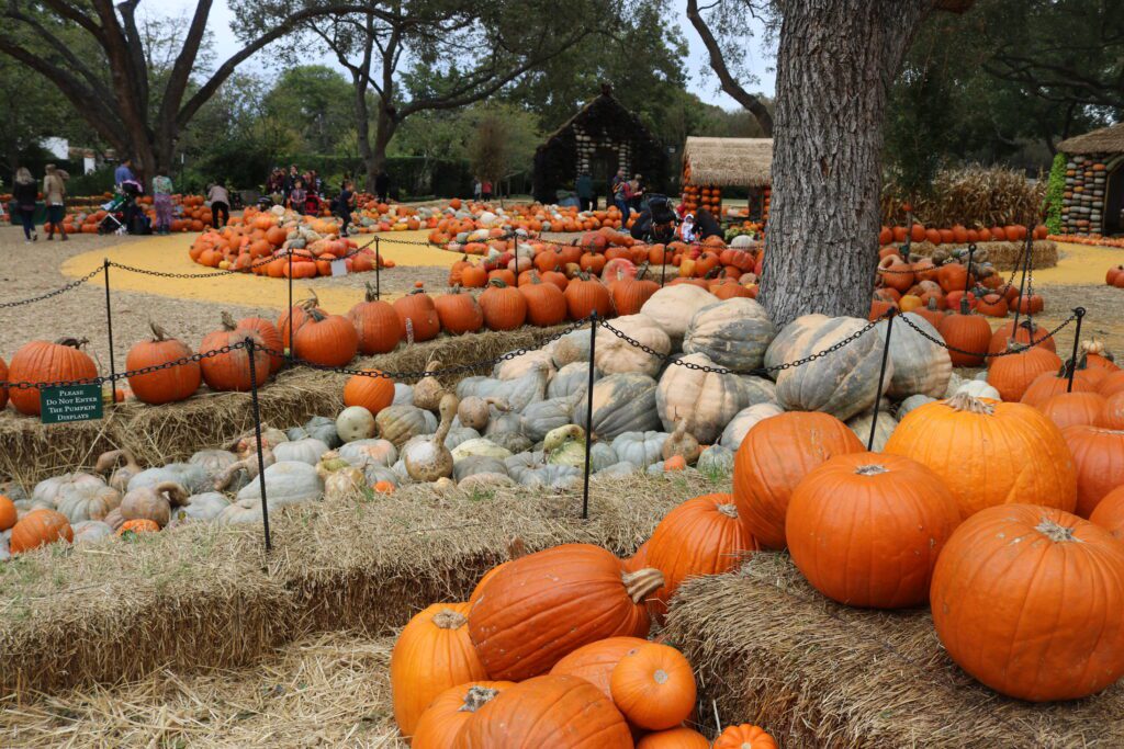 pumpkin patch