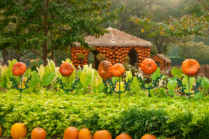 10 picture-perfect pumpkin patches in Dallas-Fort Worth